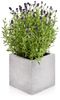 Beske-Manufaktur Beton Blumentopf Kubik M 17x17x17cm Pflanztopf Blumenkübel Pflanzgefäß Bild 5