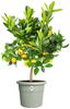 Elho Blumentopf Algarve Cilindro Ø 30 x 25 cm thymian grün Bild 5