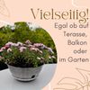 GarPet Pflanzschale 2x Pflanzschale Blumenschale draussen Bonsai Grabschale Anthrazit 30cm Bild 5