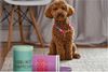 Giftcompany - Futternapf Hund "Love Pets" Champagne D 20cm Rosa Gr. M 1158904012 Bild 4