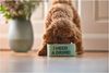 Giftcompany - Futternapf Hund "Love Pets" Champagne D 20cm Rosa Gr. M 1158904012 Bild 3