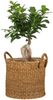 Scheurich Blumentopf Ø 28 cm Seegras natur mit zwei Griffen Bild 3