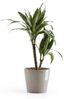 ECOPOTS Blumentopf Amsterdam, ØxH: 20x17,5 cm Bild 4