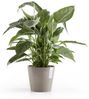 ECOPOTS Blumentopf Amsterdam, ØxH: 20x17,5 cm Bild 3