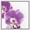 WENKO Herd-Abdeckplatte Universal Modell Orchideenblüte, Glas, (Set, 2 tlg), Herdabdeckung für alle Herdarten, kratzfest, mit rutschfesten Füßen Bild 4