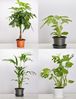 Garronda Blumentopf Set Dreier Pack GD-0022 (1 St) Bild 3