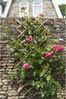 Nature Garten-Rankgitter 100x200 cm Bambus 6040722 409345 Bild 3