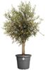 Elho Blumentopf Algarve Cilindro Ø 40 x 33 cm anthrazit Bild 2