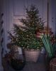 Hängende LED Christbaum Lichterkette 150 bernsteinfarbene LED´s - "Baummantel" Bild 5