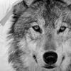 TRAUMSCHLAF Bettwäsche Wolf, Renforce, 2 teilig, glatte Baumwolle Qualität Bild 2
