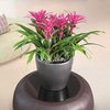 LECHUZA Blumentopf CLASSICO LS 35 ALL-IN-ONE Anthrazit Metallic 16063 421470 Bild 3