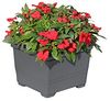 Gartenpirat Pflanzkübel 3er Set Pflanzkasteneinsatz 32x32x26 cm Pflanzkübel Kunststoff grau Bild 5