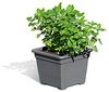 Gartenpirat Pflanzkübel 3er Set Pflanzkasteneinsatz 32x32x26 cm Pflanzkübel Kunststoff grau Bild 4