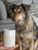 TrendPet Aufbewahrungsdose Clay Snackdose, rutschfester Boden Bild 5