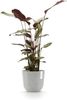 ECOPOTS Blumentopf Oslo 25 + Wassersystem Weißgrau, für innen und außen: frostsicher, bruchsicher und lichtbeständig Bild 3