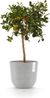 ECOPOTS Blumentopf Oslo 25 + Wassersystem Weißgrau, für innen und außen: frostsicher, bruchsicher und lichtbeständig Bild 5