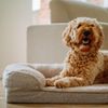 Nobby Pet CALBU Orthopädisches Sofa eckig (100 x 65 x 19 cm) Bild 3