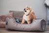 BedDog Hundebett TEDDY, Hundesofa aus Cordura und Microfaser-Velours, waschbares Hundebett mit Rand, Hundekissen vier-eckig (XXL) ca. 120x85x23cm, THE-ROCK (schwarz/grau) Bild 3