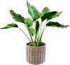 Kobolo Pflanzkübel Pflanzkorb rund aus grauem Rattan mit Folie (1 Stück) Bild 2