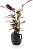 Ecopots Pflanztopf Oslo Ø 25 x 21,8 cm dunkelgrau Bild 2