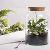 Halboffene 7L Terrarium Flasche aus recyceltem Glas mit Korkverschluss Bild 5