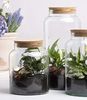 Halboffene 7L Terrarium Flasche aus recyceltem Glas mit Korkverschluss Bild 4