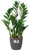 Elho Übertopf Brussels Pflanztopf Ø40cm anthrazit Blumentopf rund Bild 3