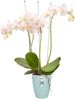 Elho Übertopf Brussels Orchidee Ø 12,5 x 11 cm transparent Bild 3