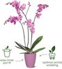 Elho Übertopf Brussels Orchidee Ø 12,5 x 11 cm transparent Bild 2
