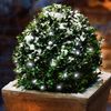 Solar Premium Lichterkette 2.5m, 24 kaltweiße LEDs Bild 2