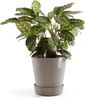 ECOPOTS Blumentopfuntersetzer SAUCER WHEELS Taupe, BxTxH: 41,5x41,5x9 cm Bild 5