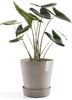 ECOPOTS Blumentopfuntersetzer SAUCER WHEELS Taupe, BxTxH: 41,5x41,5x9 cm Bild 3