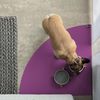 SanoZoo® - Napfunterlage, Öko-TEX - Made in Germany - rutschfeste Futtermatte für Hunde & Katzen, Eckrund 60x60 cm Pflaume Bild 2