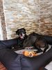 Lebon Orthopädisches Hundebett Noah Plus eckig schwarz Bild 4