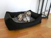 Lebon Orthopädisches Hundebett Noah Plus eckig schwarz Bild 3