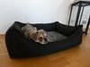 Lebon Orthopädisches Hundebett Noah Plus eckig schwarz Bild 5