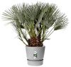 Elho Pflanztopf Greenville beton Ø 40 cm Bild 3