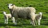 Hefel Naturhaarkissen Pure Bio Wool, Füllung: 100% Wolle (Schurwollnoppen kbT), Bezug: Baumwolle (Bio), Seitenschläfer, Rückenschläfer, Bauchschläfer, Füllung variabel Bild 3