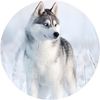 JACK Bettwäsche 135x200cm Arctic Dreams Husky Blue Eyes, Renforcé, 2 teilig, in einer wunderschönen Winterlandschaft Bild 4