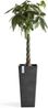 ECOPOTS Blumentopf ROTTERDAM HIGH Dark Grey, BxTxH: 32x32x70 cm Bild 5