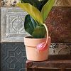 Deroma Pflanztopf Cachepot Perfetto terracotta Ø 20 cm Bild 2