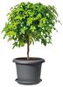 Scheurich Untersetzer Serie 331 metallic grey Ø 64 cm Bild 2