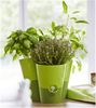 Emsa 515352 Trio Kräutertopf für frische Kräuter, Selbstbewässerung, Wasserstandsanzeiger, 27 x 25 x 21 cm, Weiss, Fresh Herbs Trio Bild 2
