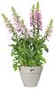 elho Vibia Campana Rund 25 - Blumentopf für Außen - Ø 24.5 x H 21.0 cm - Weiß/Seidenweiß Bild 3