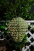Pauleen LED Solarleuchte Sunshine Flower Lampion Solar grün Tyvek Vlies, LED fest integriert, Laterne Bild 2