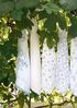 Greengate Becher Athea Latte Cup mint 0,35l, Porzellan Bild 3