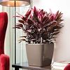 LECHUZA QUADRO Premium LS 21 taupe hochglanz 16125 Bild 2