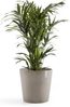 ECOPOTS Blumentopf Amsterdam 50 + Wassersystem Taupe, für innen und außen: frostsicher, bruchsicher und lichtbeständig Bild 3