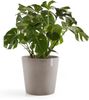 ECOPOTS Blumentopf Amsterdam 50 + Wassersystem Taupe, für innen und außen: frostsicher, bruchsicher und lichtbeständig Bild 2