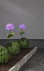 LED-Solarstab "Hortensia", pink Bild 5
